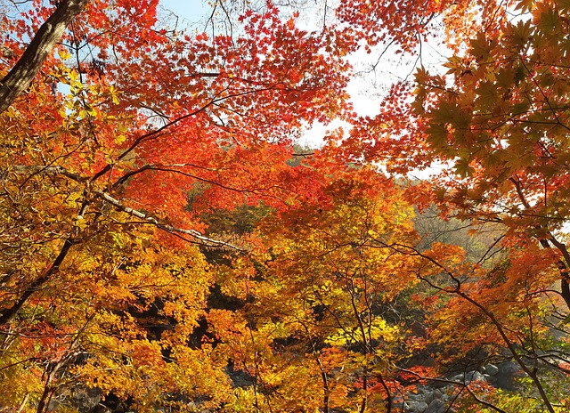 秋季 秋天的树叶 七彩 - 上的免费照片