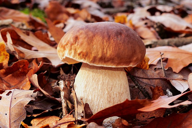 牛肝菌 四季 秋天 - 上的免费照片