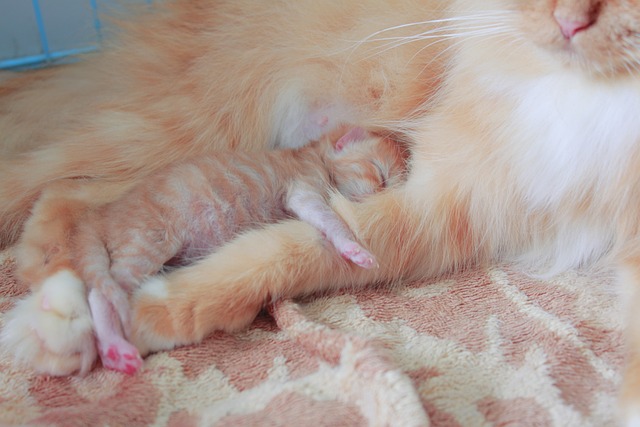 猫 婴儿 小猫 - 上的免费照片