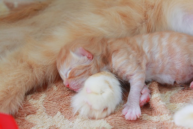 猫 婴儿 小猫 - 上的免费照片