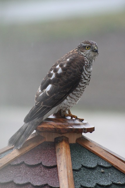 Sperber 猛禽 抓握 - 上的免费照片