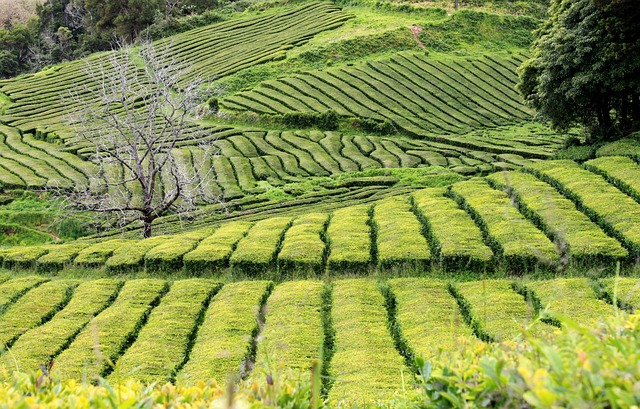 Teaf?ld 绿色 种植园 - 上的免费照片