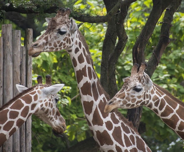 长颈鹿 动物 野生动物 - 上的免费照片