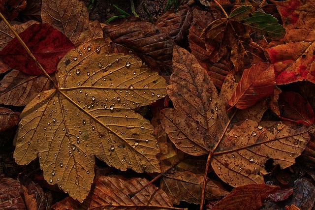 树叶 湿的 滴 - 上的免费照片