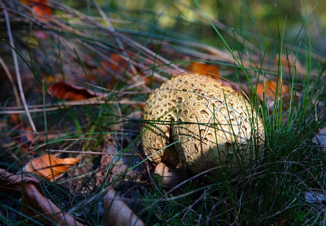 蘑菇 林 森林地 - 上的免费照片