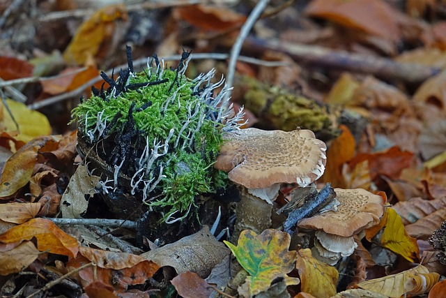 蘑菇 苔藓 林 - 上的免费照片