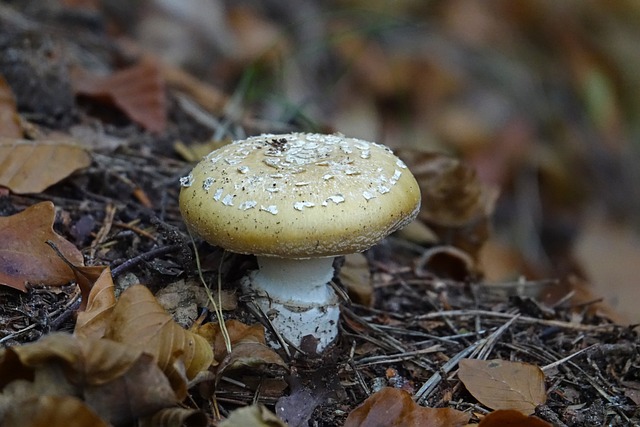 蘑菇 棕色的 白色的 - 上的免费照片