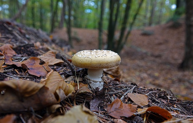 蘑菇 棕色的 白色的 - 上的免费照片