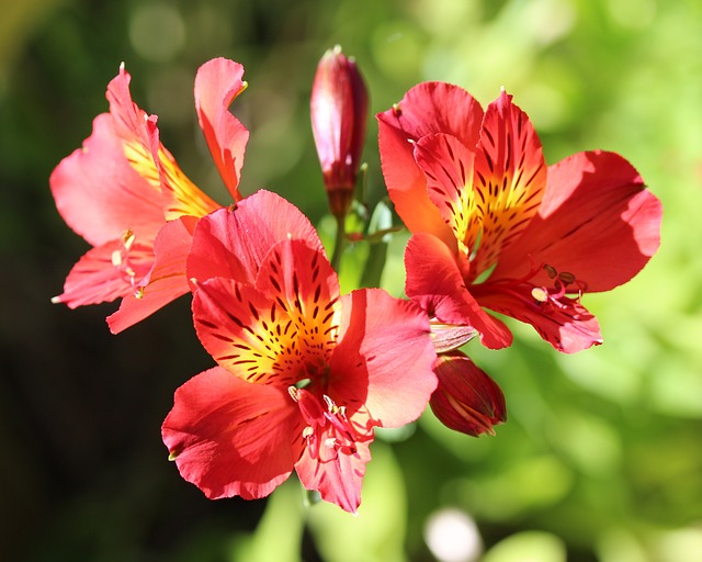 秘鲁百合 印加人的百合花 Alstroemeria - 上的免费照片