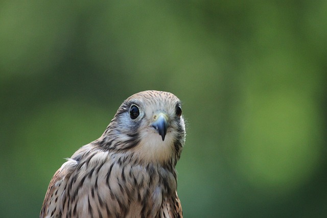 Sperber 猛禽 抓握 - 上的免费照片