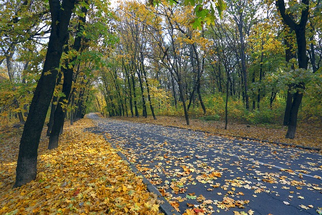秋天 落叶 公园 - 上的免费照片