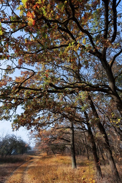 秋天 落叶 公园 - 上的免费照片
