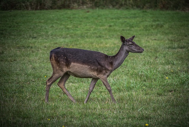 Doe 小鹿 鹿 - 上的免费照片