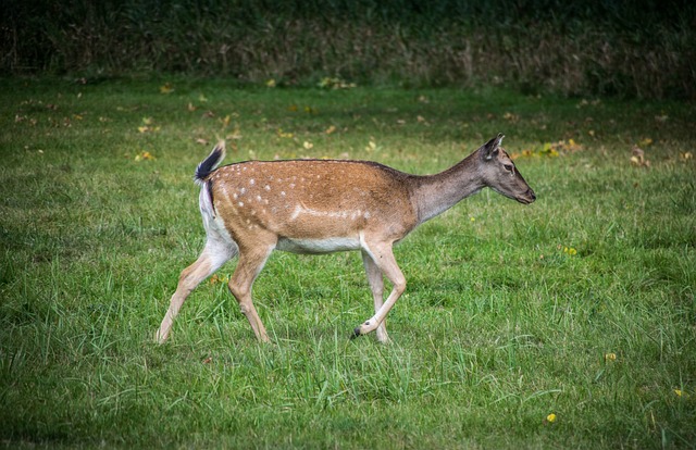Doe 小鹿 鹿 - 上的免费照片