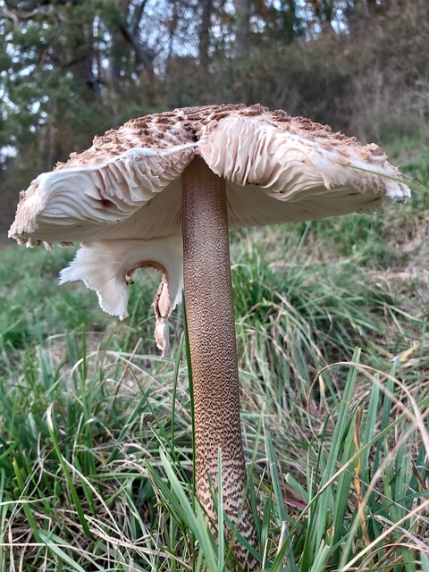 蘑菇 巨型 Schirmling 梧桐 Macrolepiota - 上的免费照片
