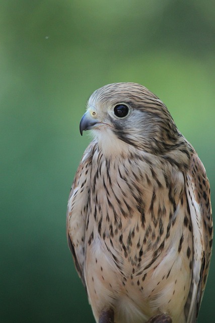 Sperber 猛禽 生存 - 上的免费照片