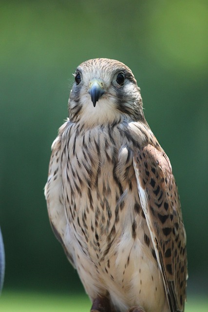 Sperber 猛禽 生存 - 上的免费照片