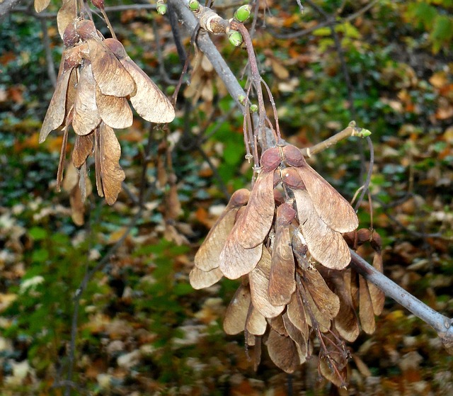 Sycamore 宏碁Pseudoplatanus 水果 - 上的免费照片