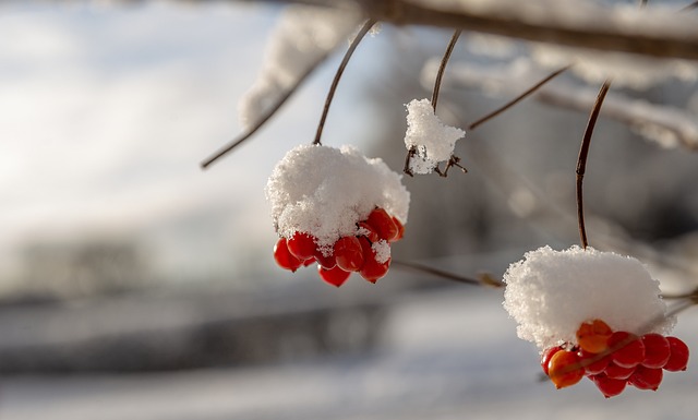 第一场雪 雪 美容 - 上的免费照片