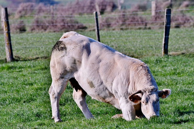 母牛 跪 下 - 上的免费照片