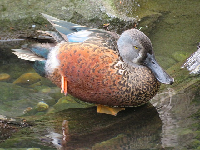 针尾 鸭 羽毛 - 上的免费照片
