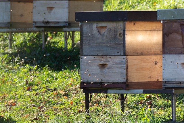 超 乌勒 蜜蜂 - 上的免费照片