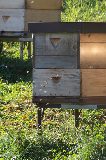 超 乌勒 蜜蜂 - 上的免费照片