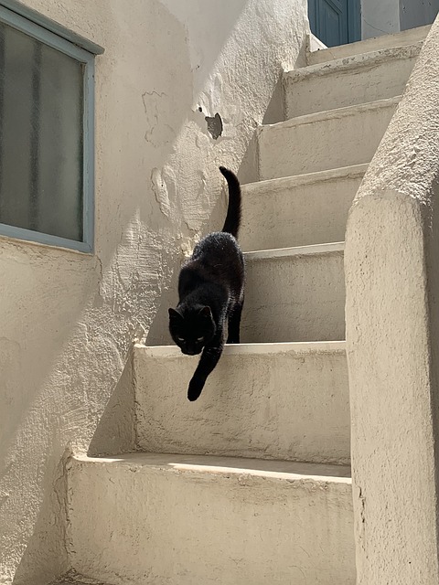 黑猫 猫 希腊 - 上的免费照片
