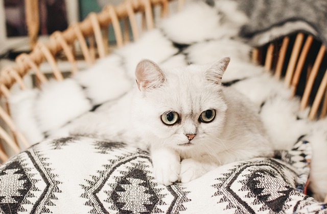 Katze Mieze 猫 - 上的免费照片