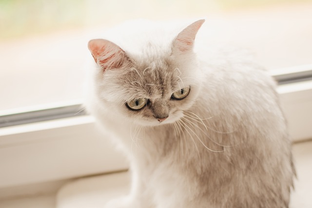 Katzen 英国短发 猫 - 上的免费照片