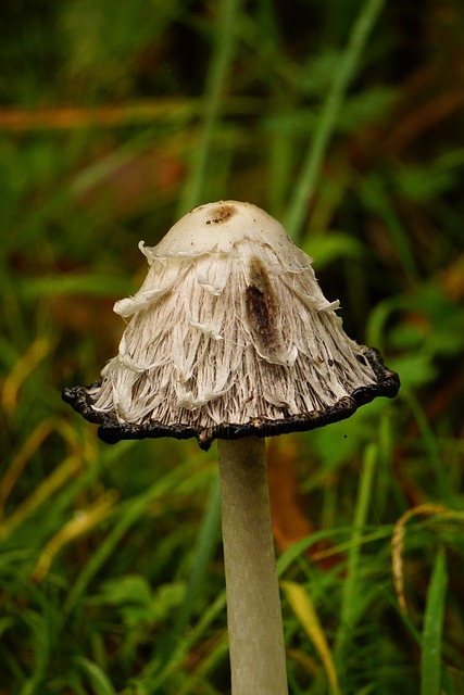 蘑菇 小贩 落下 - 上的免费照片