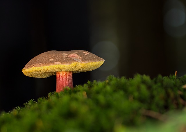 红色的牛肝菌 Rac 蘑菇 - 上的免费照片