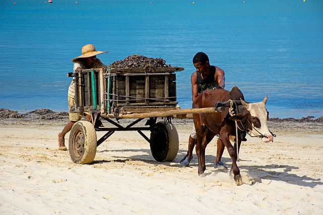 动物 非洲 瘤 - 上的免费照片