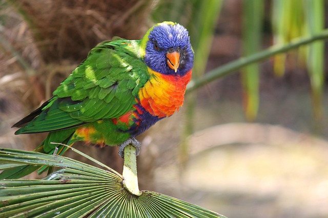 鹦鹉 澳洲鹦鹉 Trichoglossus 彩虹 - 上的免费照片