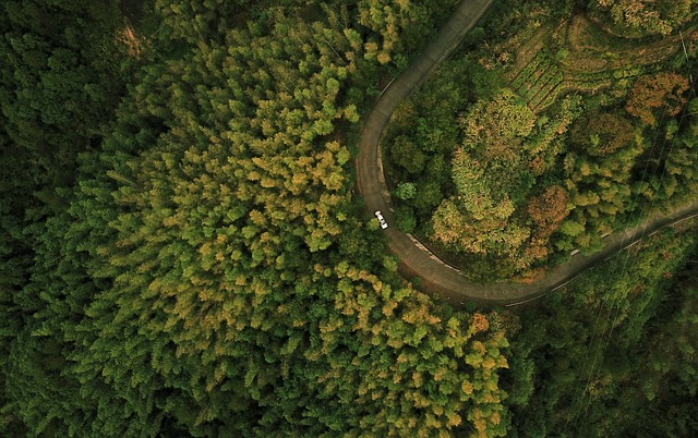 无人机 森林 树 - 上的免费照片