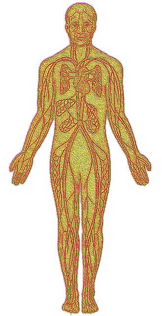解剖学 心 循环系统 - 上的免费图片