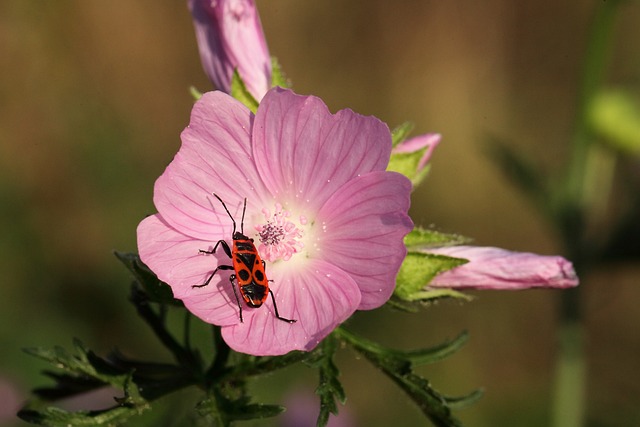 Pyrrhocoris Apterus 警察 昆虫 - 上的免费照片