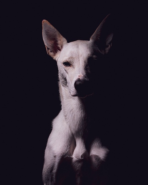 狗 爱 宠物 - 上的免费照片