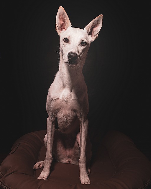 狗 爱 宠物 - 上的免费照片