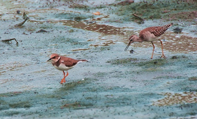 小环Pl木Sand 迁徙的 鸟 - 上的免费照片