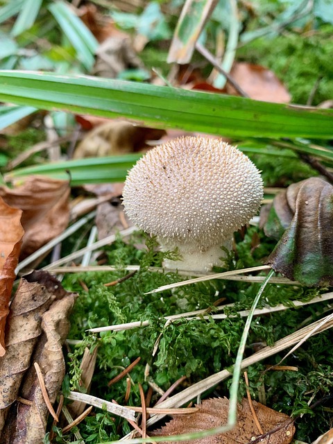 蘑菇 瓶 Bovist Umbrinum - 上的免费照片