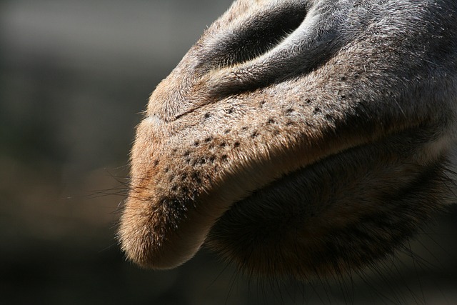 鼻子 长颈鹿 头 - 上的免费照片