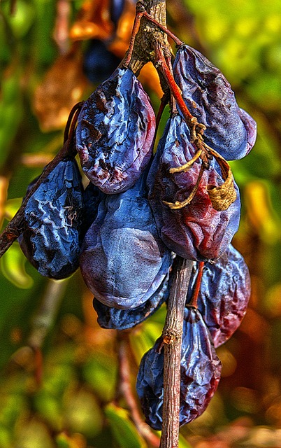 李子 干涸 水果 - 上的免费照片