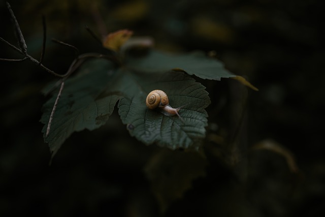 蜗牛 弹头 裸鳃类动物 - 上的免费照片