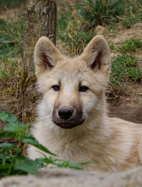一个年轻的白色狼 狼 肉食的 - 上的免费照片