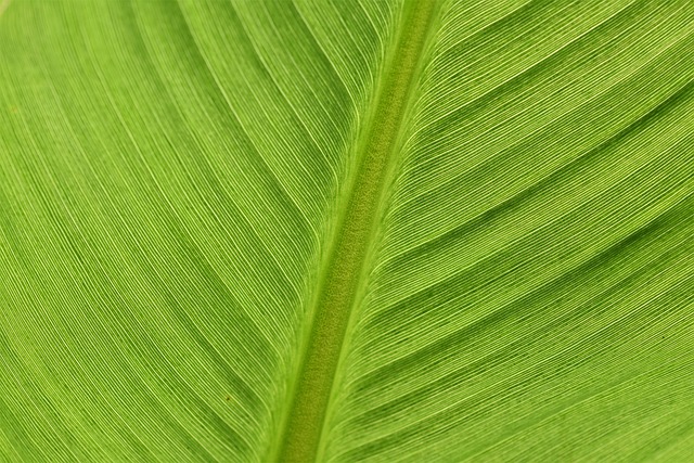 香蕉叶 叶子 植物学 - 上的免费照片