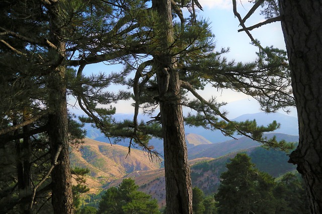 高点 山 森林 - 上的免费照片