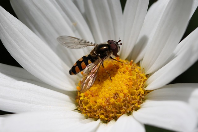 Hoverfly 花飞 飞蛾 - 上的免费照片