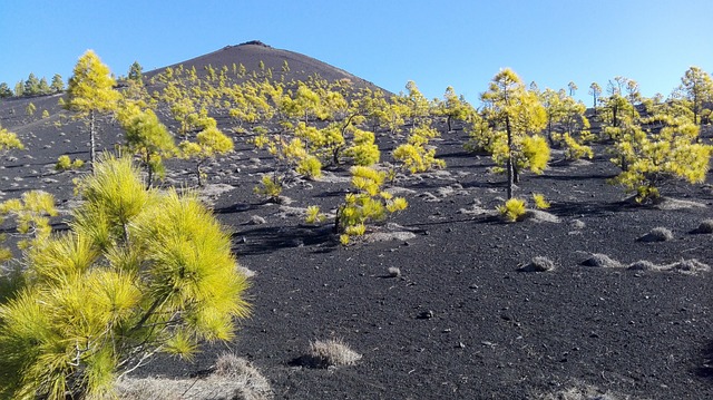 火山 树 自然 - 上的免费照片