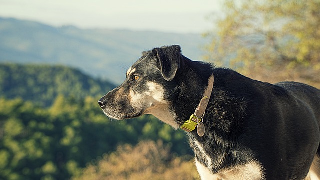 狗 犬类 黑色的 - 上的免费照片